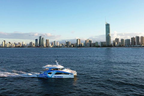 Whale Watching By Sea World Cruises - Lightning Ridge Tourism 1