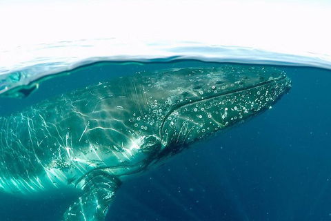 Whale Watching By Sea World Cruises - Lightning Ridge Tourism 2