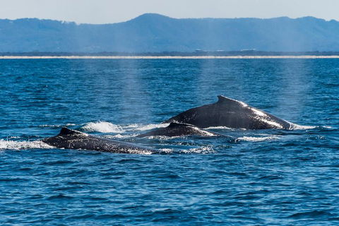 Whale Watching By Sea World Cruises - Lightning Ridge Tourism 4