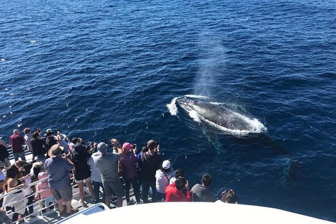 Whale Watching By Sea World Cruises - Lightning Ridge Tourism 5