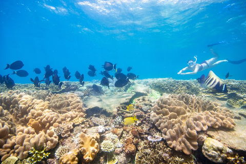 Outer Reef Pontoon Experience From Cairns - Lightning Ridge Tourism 4