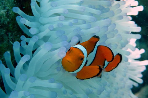 Seastar Luxury Outer Great Barrier Reef Island And Reef Tour From Cairns - Lightning Ridge Tourism 0