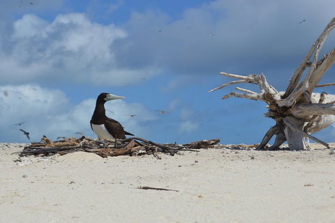 Seastar Luxury Outer Great Barrier Reef Island And Reef Tour From Cairns - Lightning Ridge Tourism 1