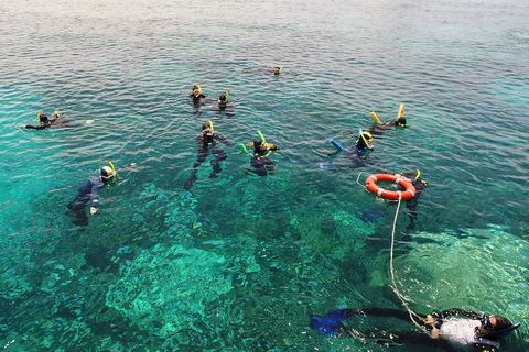 Seastar Luxury Outer Great Barrier Reef Island And Reef Tour From Cairns - Lightning Ridge Tourism 2