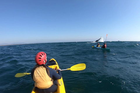 Kayaking With Dolphins In Byron Bay Guided Tour - Lightning Ridge Tourism 3