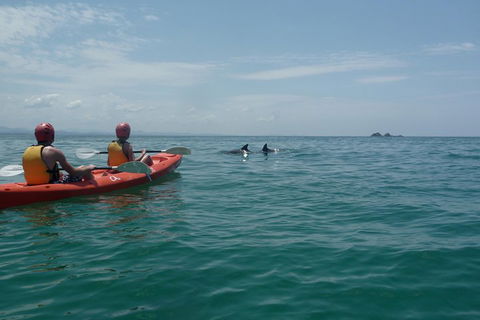 Kayaking With Dolphins In Byron Bay Guided Tour - Lightning Ridge Tourism 4
