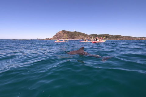 Kayaking With Dolphins In Byron Bay Guided Tour - Lightning Ridge Tourism 5