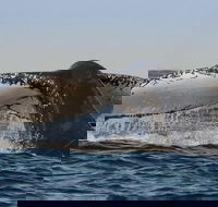 Sydney Whale-Watching Cruise Including Lunch or Breakfast - Lightning Ridge Tourism