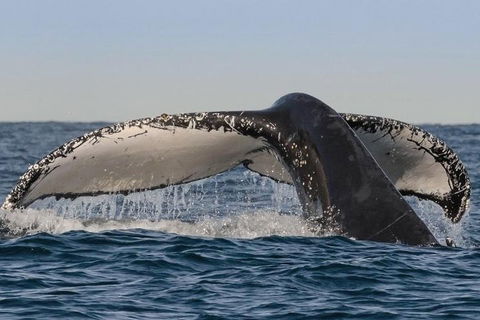 Sydney Whale-Watching Cruise Including Lunch Or Breakfast - Lightning Ridge Tourism 0
