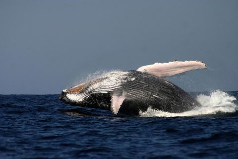 Sydney Whale-Watching Cruise Including Lunch Or Breakfast - Lightning Ridge Tourism 1