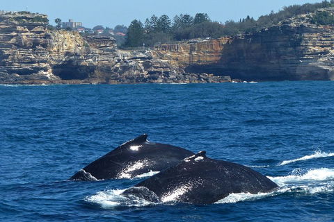 Sydney Whale-Watching Cruise Including Lunch Or Breakfast - Lightning Ridge Tourism 2