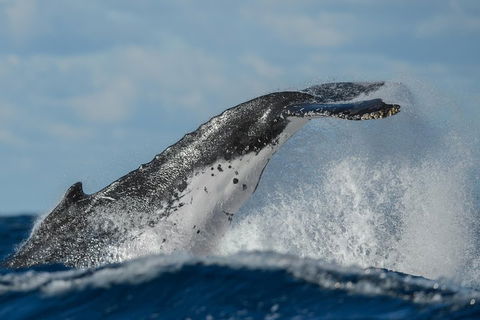 Sydney Whale-Watching Cruise Including Lunch Or Breakfast - Lightning Ridge Tourism 4