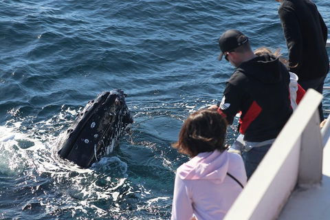 Sydney Whale-Watching Cruise Including Lunch Or Breakfast - Lightning Ridge Tourism 5