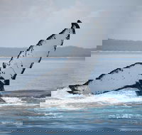 Hervey Bay Whale Watching Cruise - Lightning Ridge Tourism