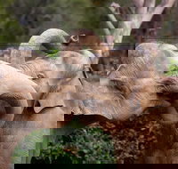 Melbourne Zoo General Entry Ticket - Lightning Ridge Tourism