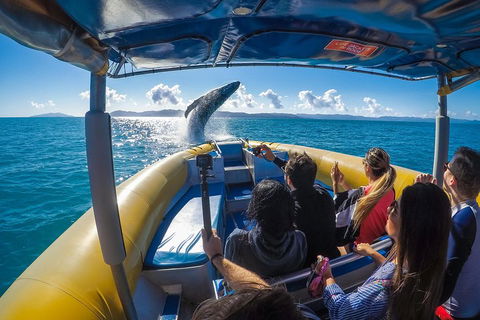 Ocean Rafting Tour To Whitehaven Beach, Hill Inlet Lookout & Top Snorkel Spots - Lightning Ridge Tourism 4