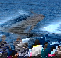 Tangalooma Island Resort Whale Watching Day Cruise - Lightning Ridge Tourism
