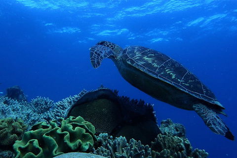 3 Day Whitsundays Sailing And Diving Adventure: Kiana - Lightning Ridge Tourism 2