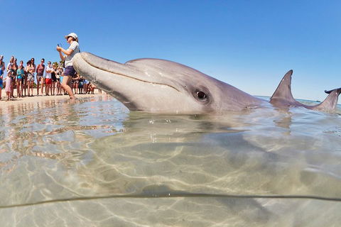 7-Day Exmouth Explorer Via Pinnacles Monkey Mia Ningaloo Reef Returning To Perth - Lightning Ridge Tourism 1