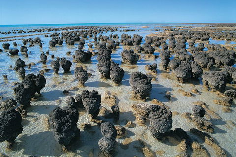 7-Day Exmouth Explorer Via Pinnacles Monkey Mia Ningaloo Reef Returning To Perth - Lightning Ridge Tourism 3
