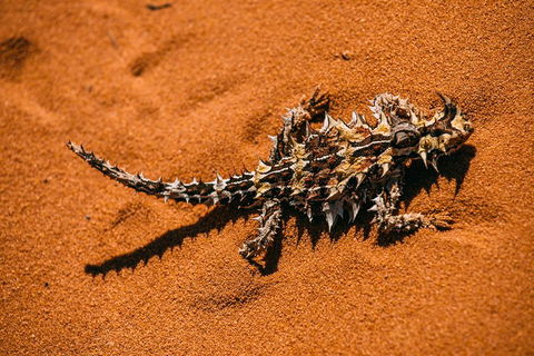 4-Day Coastal Loop Via Monkey Mia Wild Dolphins Kalbarri Pinnacles Perth Return - Lightning Ridge Tourism 5