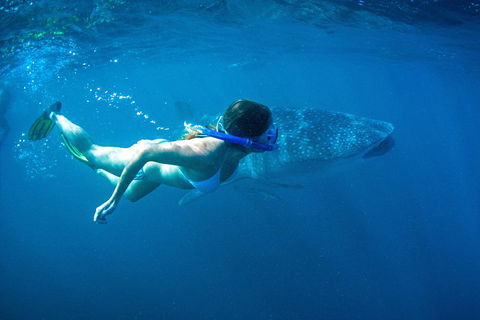 6-Day Coral Coaster From Perth To Exmouth One-Way Via Monkey Mia Ningaloo Reef - Lightning Ridge Tourism 3