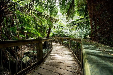 12 Apostles Eco-Friendly Great Ocean Road Iconic Adventure From Melbourne - Lightning Ridge Tourism 0