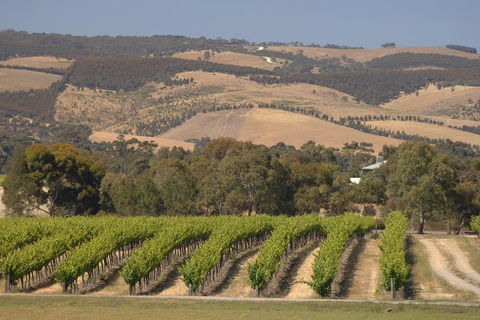 McLaren Vale And Glenelg Wine Tasting And Sightseeing (Half-day Afternoon) - Lightning Ridge Tourism 2