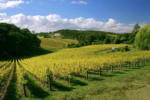 McLaren Vale And Glenelg Wine Tasting And Sightseeing (Half-day Afternoon) - Lightning Ridge Tourism 4