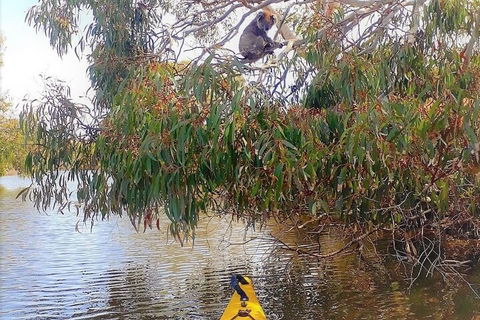 Kangaroo Island Self-Guided Kayaking On The Harriet River - Lightning Ridge Tourism 4