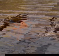 Litchfield and Jumping Crocodiles Full Day Trip from Darwin - Lightning Ridge Tourism