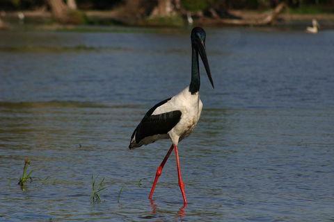 Litchfield And Jumping Crocodiles Full Day Trip From Darwin - Lightning Ridge Tourism 1