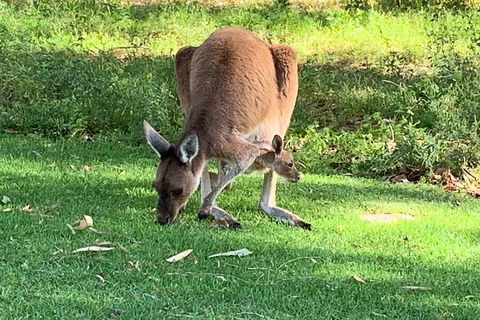 Pinnacles Day Trip From Perth Including Yanchep National Park - Lightning Ridge Tourism 4