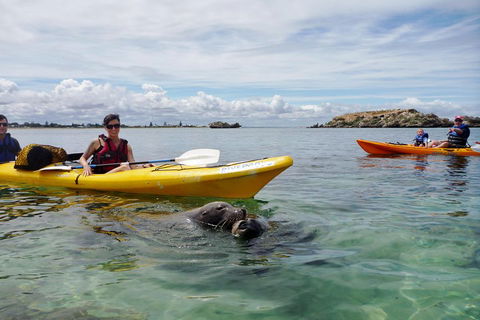 Seal Island And Penguin Island Or Point Peron Sea Kayak Tour - Lightning Ridge Tourism 0