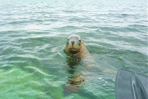 Seal Island And Penguin Island Or Point Peron Sea Kayak Tour - Lightning Ridge Tourism 1