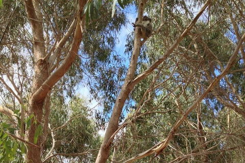 Kangaroo Island 4WD Tour - Best Of KI In 2 Days - Lightning Ridge Tourism 0