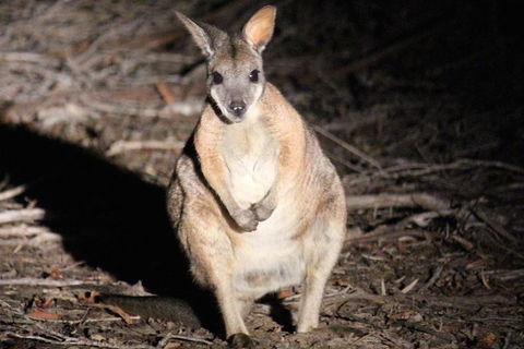 Small-Group Kangaroo Island 4WD Night Tour - Lightning Ridge Tourism 3