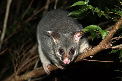 Small-Group Kangaroo Island 4WD Night Tour - Lightning Ridge Tourism 5