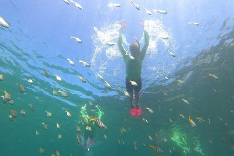 Manly Snorkel Trip And Nature Walk With Local Guide - Lightning Ridge Tourism 0