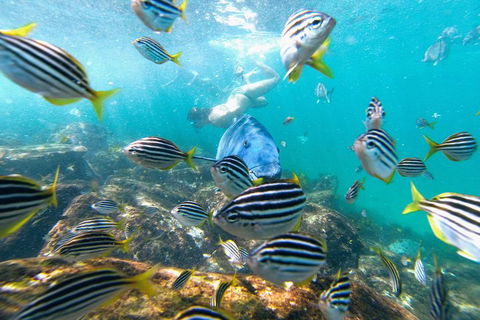 Manly Snorkel Trip And Nature Walk With Local Guide - Lightning Ridge Tourism 2