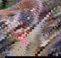 After Dark Tasmanian Devil Feeding Tour at Cradle Mountain - Lightning Ridge Tourism