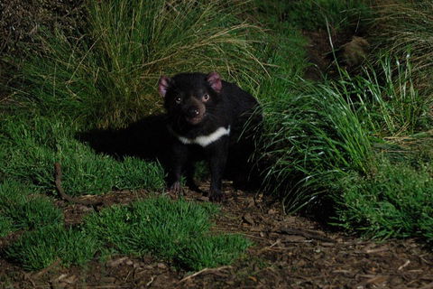 After Dark Tasmanian Devil Feeding Tour At Cradle Mountain - Lightning Ridge Tourism 4