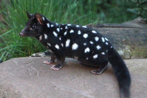 After Dark Tasmanian Devil Feeding Tour At Cradle Mountain - Lightning Ridge Tourism 5