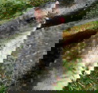 1-Hour Tasmanian Devil Feeding Day Tour at Cradle Mountain - Lightning Ridge Tourism