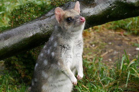 1-Hour Tasmanian Devil Feeding Day Tour At Cradle Mountain - Lightning Ridge Tourism 0