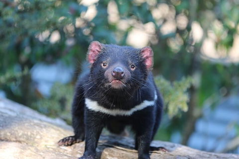 1-Hour Tasmanian Devil Feeding Day Tour At Cradle Mountain - Lightning Ridge Tourism 1