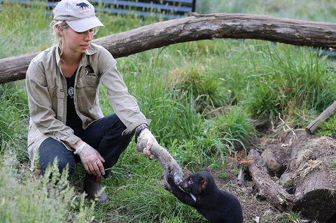 1-Hour Tasmanian Devil Feeding Day Tour At Cradle Mountain - Lightning Ridge Tourism 2