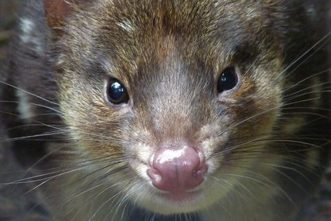1-Hour Tasmanian Devil Feeding Day Tour At Cradle Mountain - Lightning Ridge Tourism 3