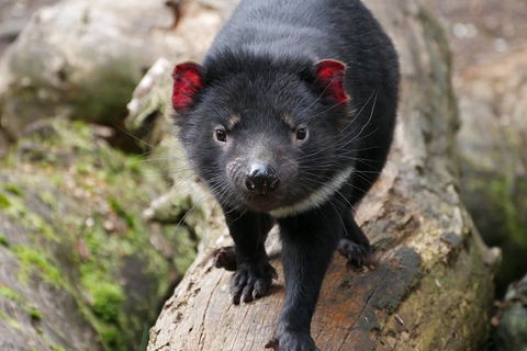 1-Hour Tasmanian Devil Feeding Day Tour At Cradle Mountain - Lightning Ridge Tourism 4