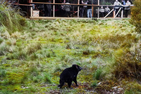 1-Hour Tasmanian Devil Feeding Day Tour At Cradle Mountain - Lightning Ridge Tourism 5